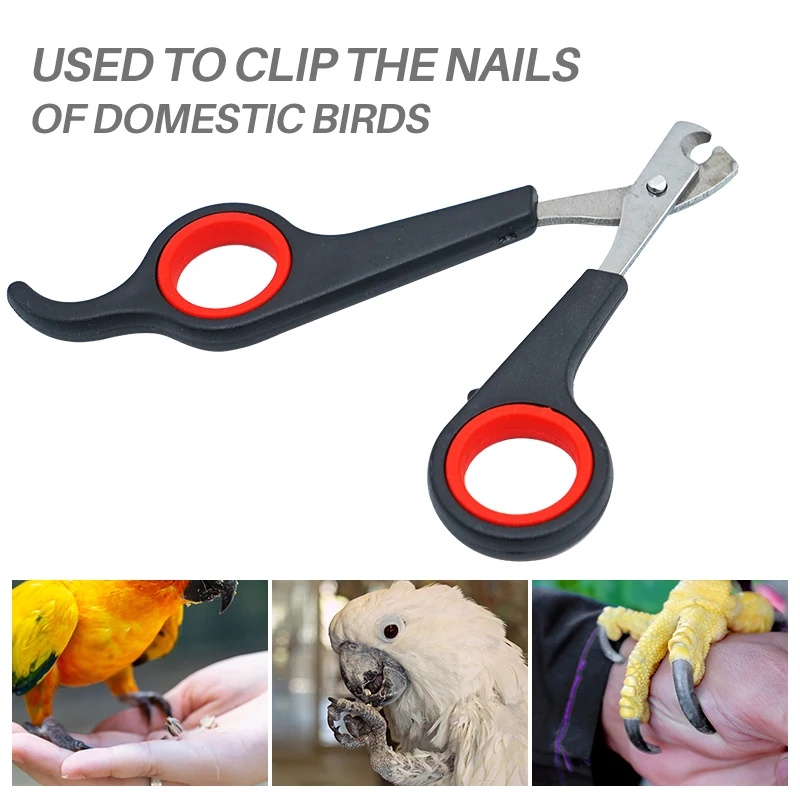 12cm Pet Parrot Nail Scissor D - Grooming Scissors 评论和价格